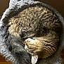Mochi is registered to the contest to win money with this photo: animal, cat, cozy, curled_up, cute, domestic_cat, ear, feline, fluffy, fur, indoor, nap, pet_bed, relaxation, resting, sleeping, soft_texture, tabby, whiskers, wooden_floor