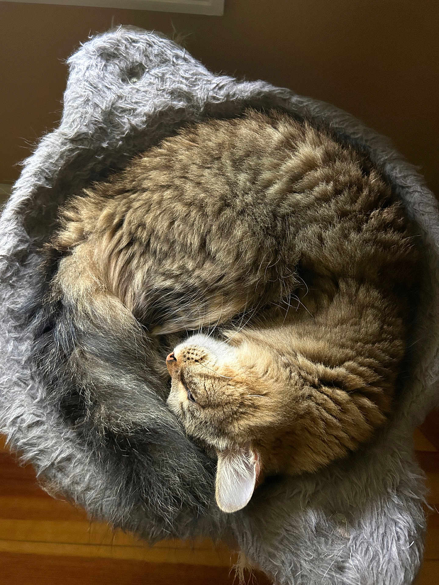 Mochi