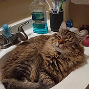 Mochi joined the competition — help win amazing prizes! bathroom, cat, countertop, cute, domestic, faucet, fluffy, fur, household, mouth_rinse, personal_care, pet, relaxed, sink, sleepy, tabby_cat, toiletries, toothbrush, towel, whiskers