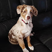 Abby participe au concours pour gagner de l'argent avec cette photo : dog, puppy, sitting, black_leather_couch, indoor, pet, collar, brown_spots, white_fur, attentive, cute, animal, fur, ears, nose, front_paws, domestic, young, canine, resting