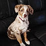 dog, puppy, sitting, black_leather_couch, indoor, pet, collar, brown_spots, white_fur, attentive, cute, animal, fur, ears, nose, front_paws, domestic, young, canine, resting