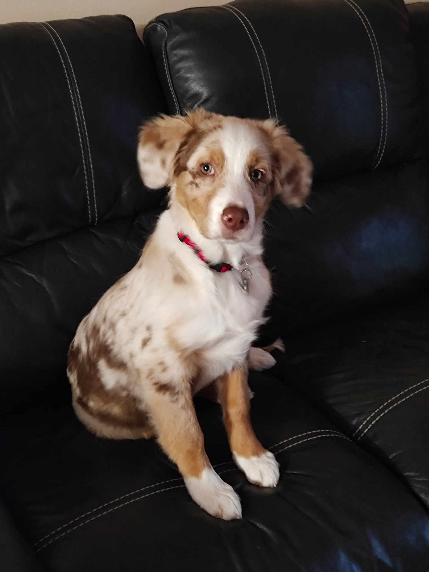 Abby participe au concours pour gagner de l'argent avec cette photo : dog, puppy, sitting, black_leather_couch, indoor, pet, collar, brown_spots, white_fur, attentive, cute, animal, fur, ears, nose, front_paws, domestic, young, canine, resting