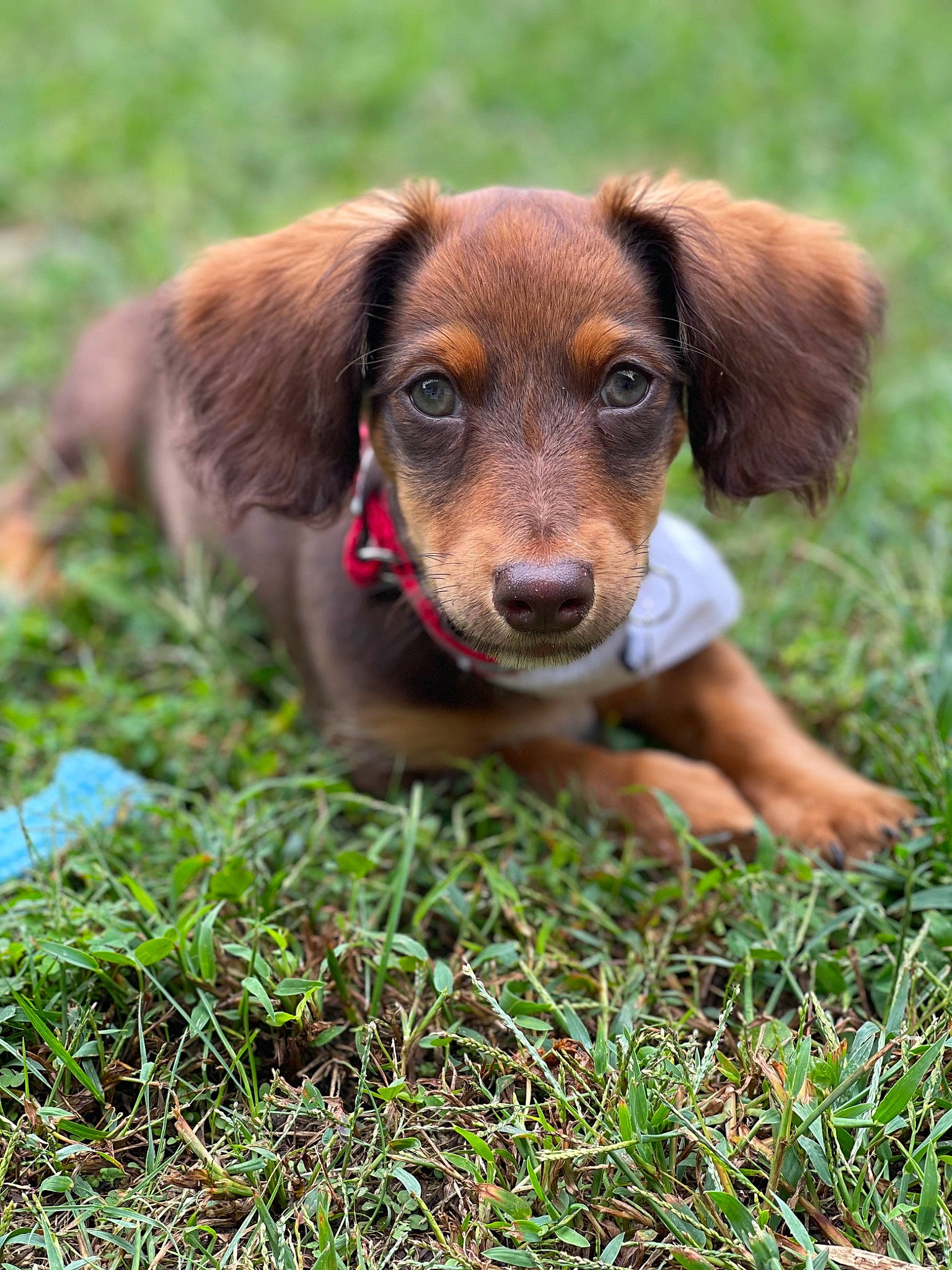 Banks is registered to the contest to win money with this photo: ball, canidae, carnivore, companion_dog, dog, dog_breed, eye, fawn, grass, groundcover, hunting_dog, liver, plant, puppy, snout, soil, sporting_group, tennis_ball, terrestrial_animal, whiskers