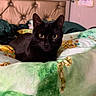 Pepper is registered to the contest to win money with this photo: black_cat, cat, pet, bed, blanket, indoor, cozy, feline, animal, portrait, curious_eyes, tufted_headboard, decor, greenery, artwork, comfort, resting, closeup, domestic_cat, furniture