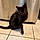 Pepper