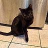 Pepper joined the competition — help win amazing prizes! black_cat, cat, pet, animal, indoor, floor, tile_floor, curious, head_tilt, feline, whiskers, ears, tail, domestic_cat, mammal, sitting, looking, metal_surface, reflection, closeup