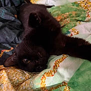 Pepper is registered to the contest to win money with this photo: black_cat, cat, pet, animal, feline, quilt, blanket, bed, resting, cute, whiskers, paw, indoor, cozy, fur, curious, playful, relaxed, upside_down, domestic_cat