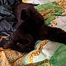 black_cat, cat, pet, animal, feline, quilt, blanket, bed, resting, cute, whiskers, paw, indoor, cozy, fur, curious, playful, relaxed, upside_down, domestic_cat