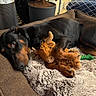 animal, bed, black, brown, canine, cozy, cute, doberman, dog, fur_blanket, home, indoor, lying_down, paw, pet, plush_toy, relaxed, resting, stuffed_animal, toy