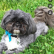 Teddybear joined the competition — help win amazing prizes! animal, blue_bow, closeup, collar, cute, daylight, dog, fluffy, fur, grass, grass_field, greenery, laying, nature, outdoor, pet, portrait, relaxed, shih_tzu, small_dog