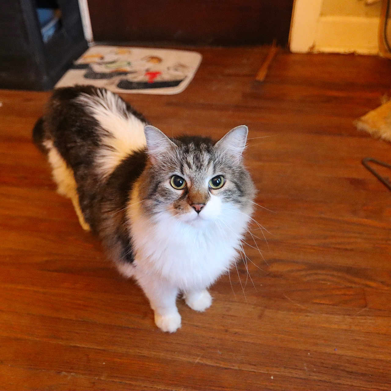 Oscar is registered to the contest to win money with this photo: animal, brown, cat, companion, curious, cute, domestic, feline, floor, fur, gray, hanger, household, indoor, looking_up, pet, scratching_post, whiskers, white, wooden_floor