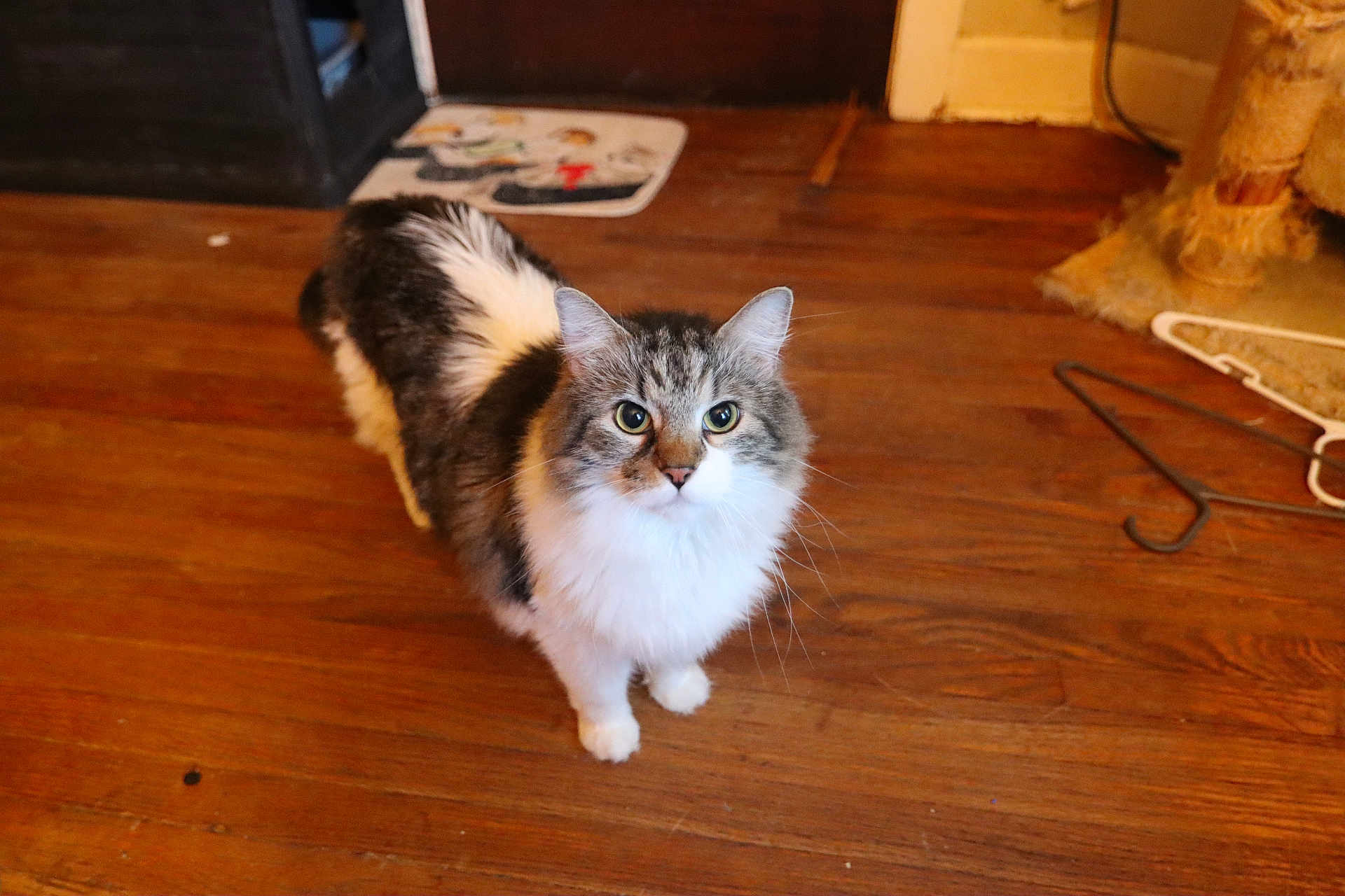 Oscar is registered to the contest to win money with this photo: cat, indoor, wooden_floor, pet, feline, curious, fur, whiskers, animal, domestic, household, scratching_post, hanger, brown, white, gray, floor, looking_up, cute, companion