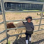 child, girl, calf, animal, fence, outdoor, sunlight, gravel, grass, shadow, smile, hair_bow, casual_clothing, white_shoes, playful, daytime, nature, farm, pet, young
