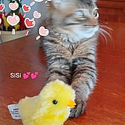 Sisi a rejoint le concours — aidez-le/la à gagner de superbes lots ! cat, kitten, gray_cat, fluffy, animal, plush_toy, chick_toy, yellow, toy, table, wooden_surface, indoor, home, portrait, sitting, curious, whiskers, fur, hearts, text_overlay