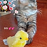 cat, kitten, gray_cat, fluffy, animal, plush_toy, chick_toy, yellow, toy, table, wooden_surface, indoor, home, portrait, sitting, curious, whiskers, fur, hearts, text_overlay