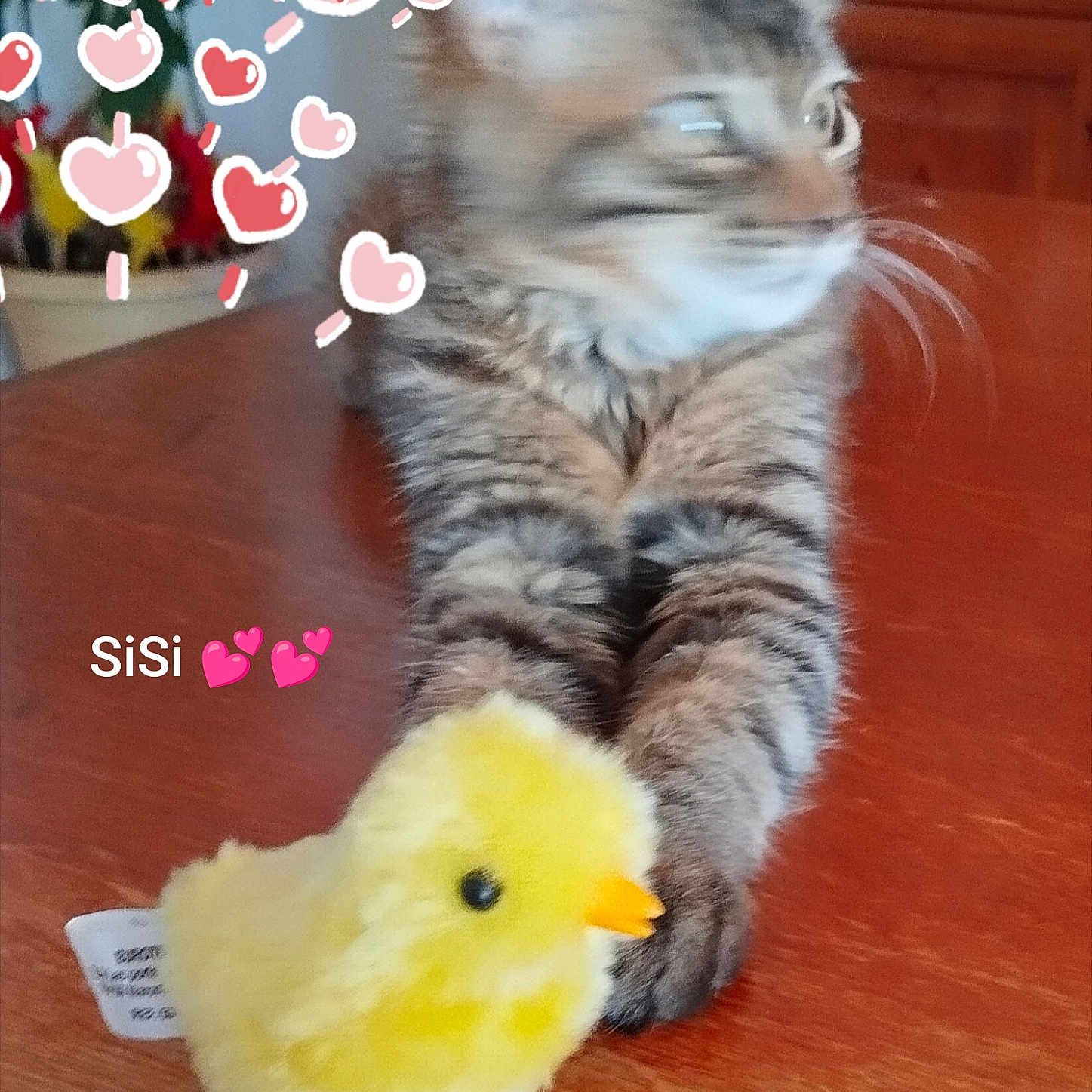 Sisi
