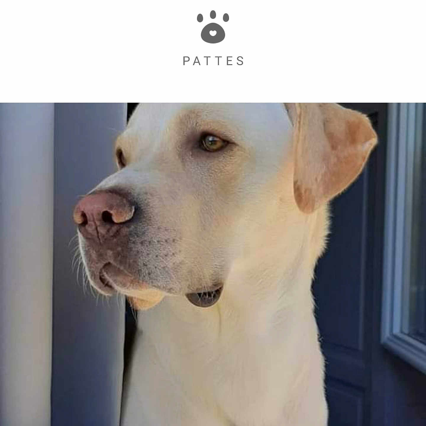 Chien