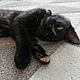 Mocha is registered to the contest to win money with this photo: cat, black_cat, pet, animal, feline, lying_down, paw, carpet, indoor, relaxed, sleepy, fur, whiskers, collar, closeup, cute, domestic, resting, one_eye_open, soft_texture