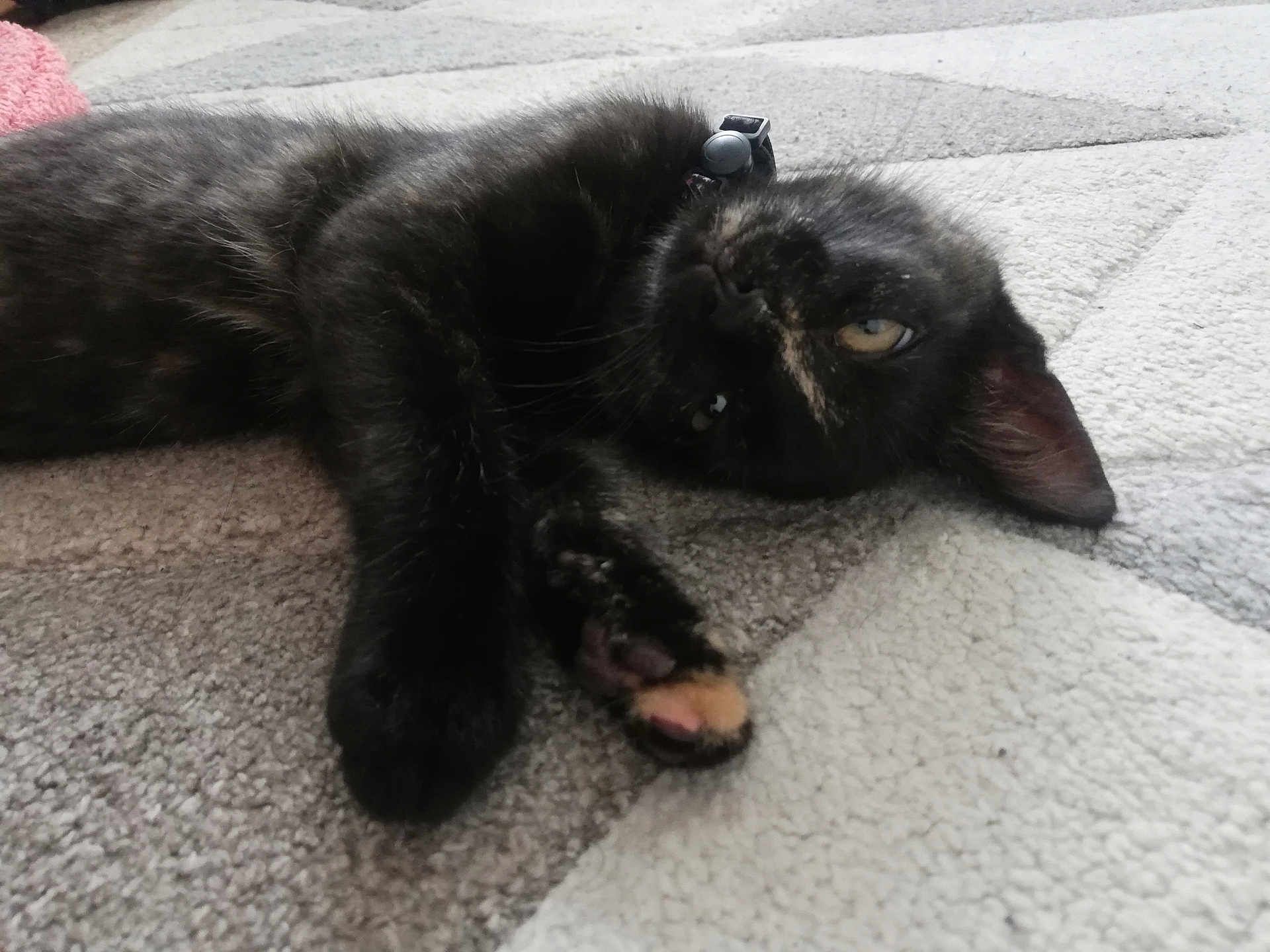 Mocha