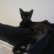Mocha is registered to the contest to win money with this photo: cat, black_cat, pet, animal, paw, fur, whiskers, ears, blanket, cozy, indoor, relaxed, feline, looking, cute, resting, soft, comfortable, home, portrait