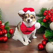 Sophia joined the competition — help win amazing prizes! animal, celebration, christmas, cute, decorations, dog, festive, gold, green, holiday, indoor, ornaments, pet, red, santa_hat, scarf, seasonal, smiling, wooden_table, wreath