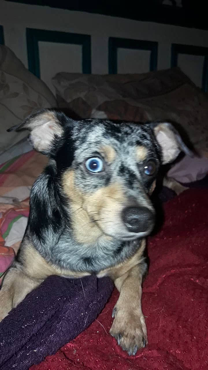 Snoopy participe au concours pour gagner de l'argent avec cette photo : australian_shepherd, canidae, carnivore, companion_dog, dog, dog_breed, koolie, mammal, puppy, rare_breed_dog, snout, sporting_group, texas_heeler, vertebrate