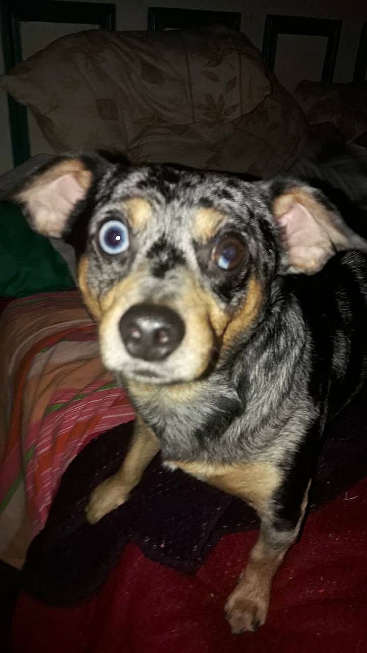 Snoopy participe au concours pour gagner de l'argent avec cette photo : canidae, carnivore, chihuahua, dog, dog_breed, feist, mammal, miniature_pinscher, nose, puppy, rat_terrier, snout, texas_heeler, vertebrate, whiskers