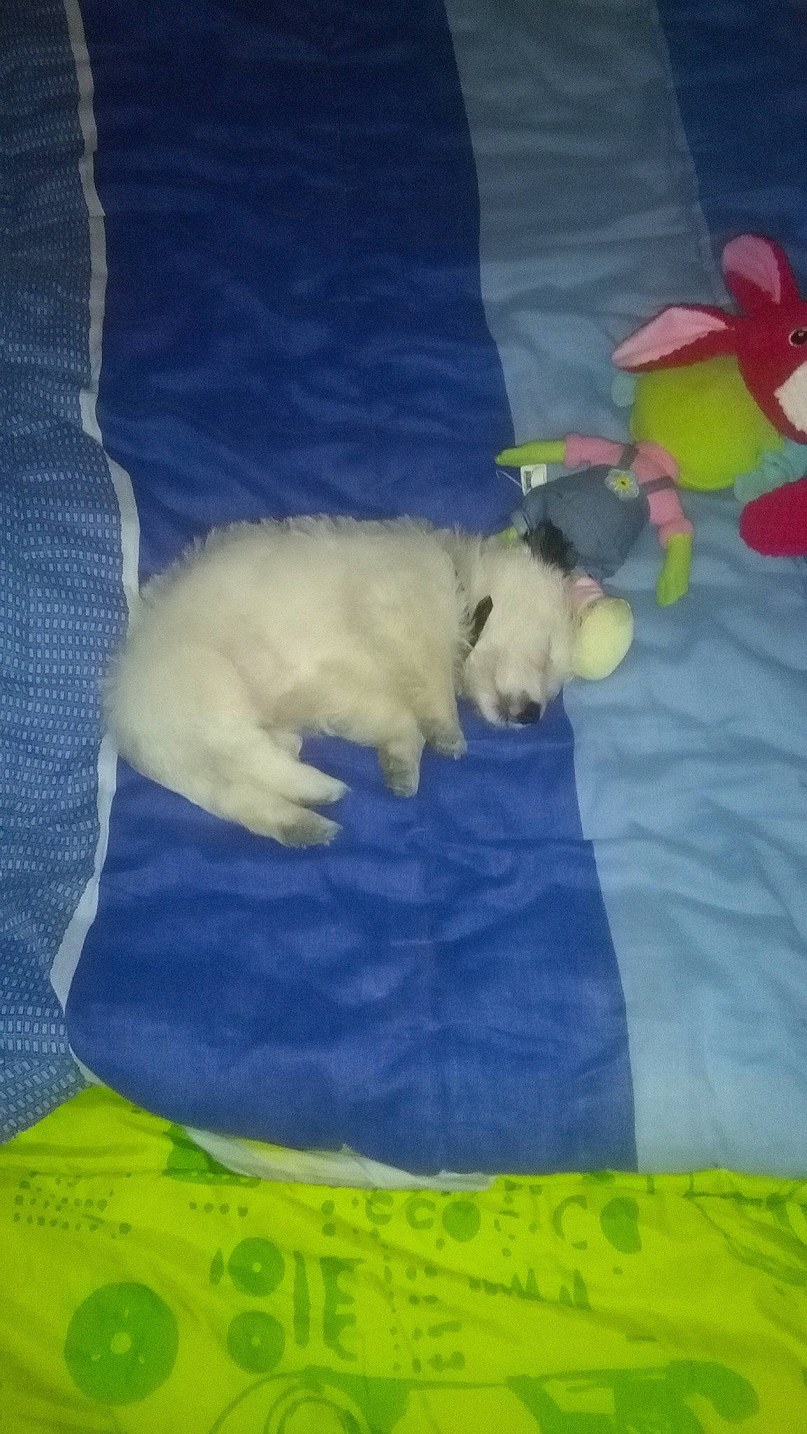 Roby participe au concours pour gagner de l'argent avec cette photo : bichon, bolognese, canidae, carnivore, dog, dog_breed, labrador_retriever, lhasa_apso, maltese, non_sporting_group, pomeranian, poodle, puppy, retriever, shih_tzu, sporting_group, tail, toy_dog, toy_poodle