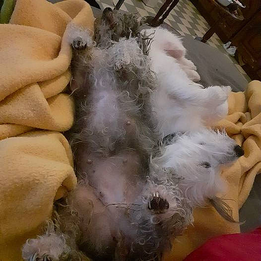 Roby participe au concours pour gagner de l'argent avec cette photo : fawn, fur, wool