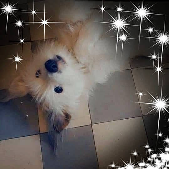 Roby participe au concours pour gagner de l'argent avec cette photo : art, companion_dog, darkness, electric_blue, event, flash_photography, font, fur, graphics, lens_flare, light, line, meteorological_phenomenon, midnight, night, pattern, sky, space, square, whiskers