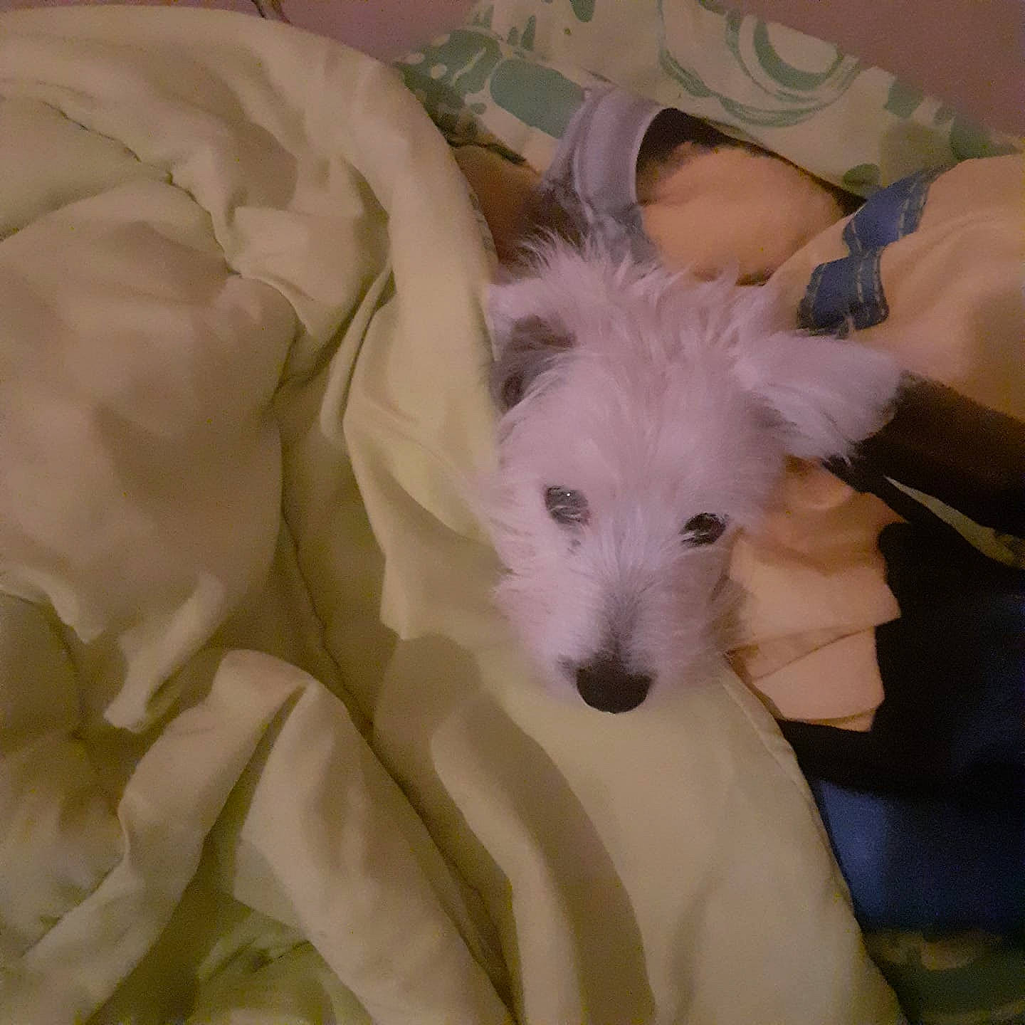 Roby a rejoint le concours — aidez-le/la à gagner de superbes lots ! bed, canidae, carnivore, comfort, companion_dog, dog, dog_breed, fawn, felidae, fur, nap, non_sporting_group, puppy, small_terrier, snout, sporting_group, terrier, toy_dog, whiskers, working_animal