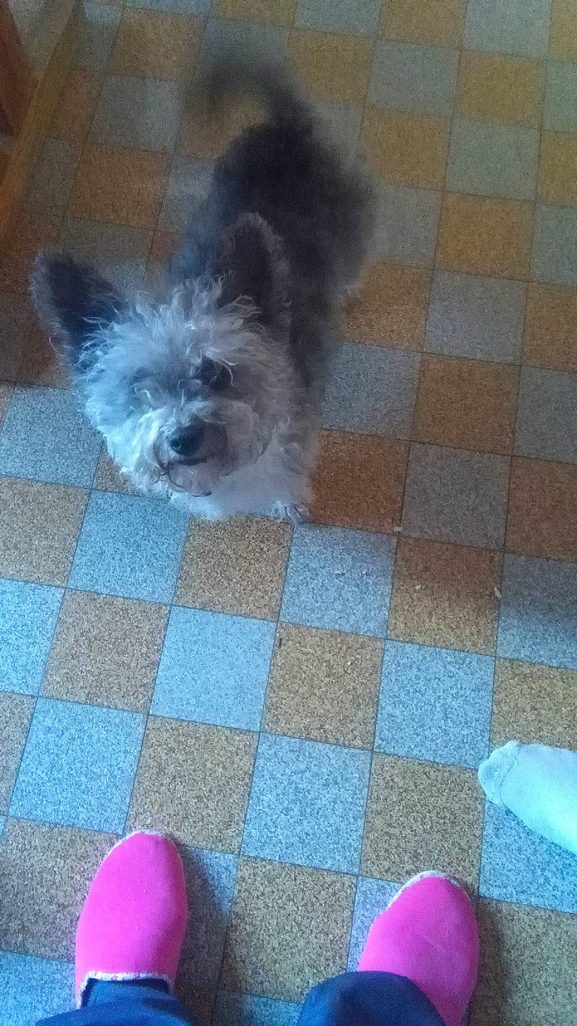 Sultan participe au concours pour gagner de l'argent avec cette photo : cairn_terrier, canidae, carnivore, chinese_imperial_dog, companion_dog, dog, dog_breed, fawn, lhasa_apso, mammal, puppy, shih_tzu, terrier, toy_dog, yorkshire_terrier