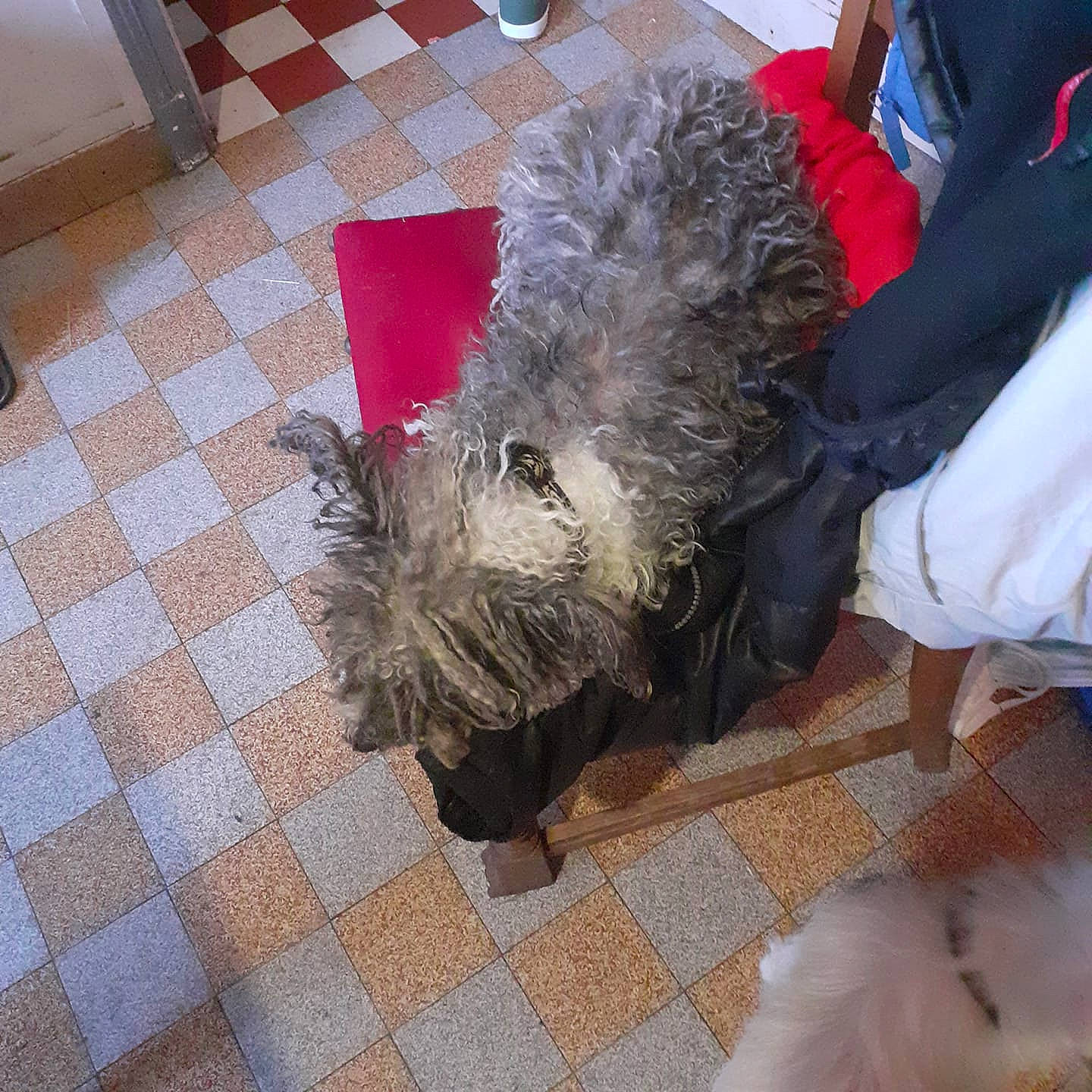 Sultan a rejoint le concours — aidez-le/la à gagner de superbes lots ! canidae, carnivore, companion_dog, dog, dog_breed, floor, flooring, fur, fur_clothing, hardwood, human_leg, natural_material, non_sporting_group, small_terrier, snout, sporting_group, tail, terrier, wood