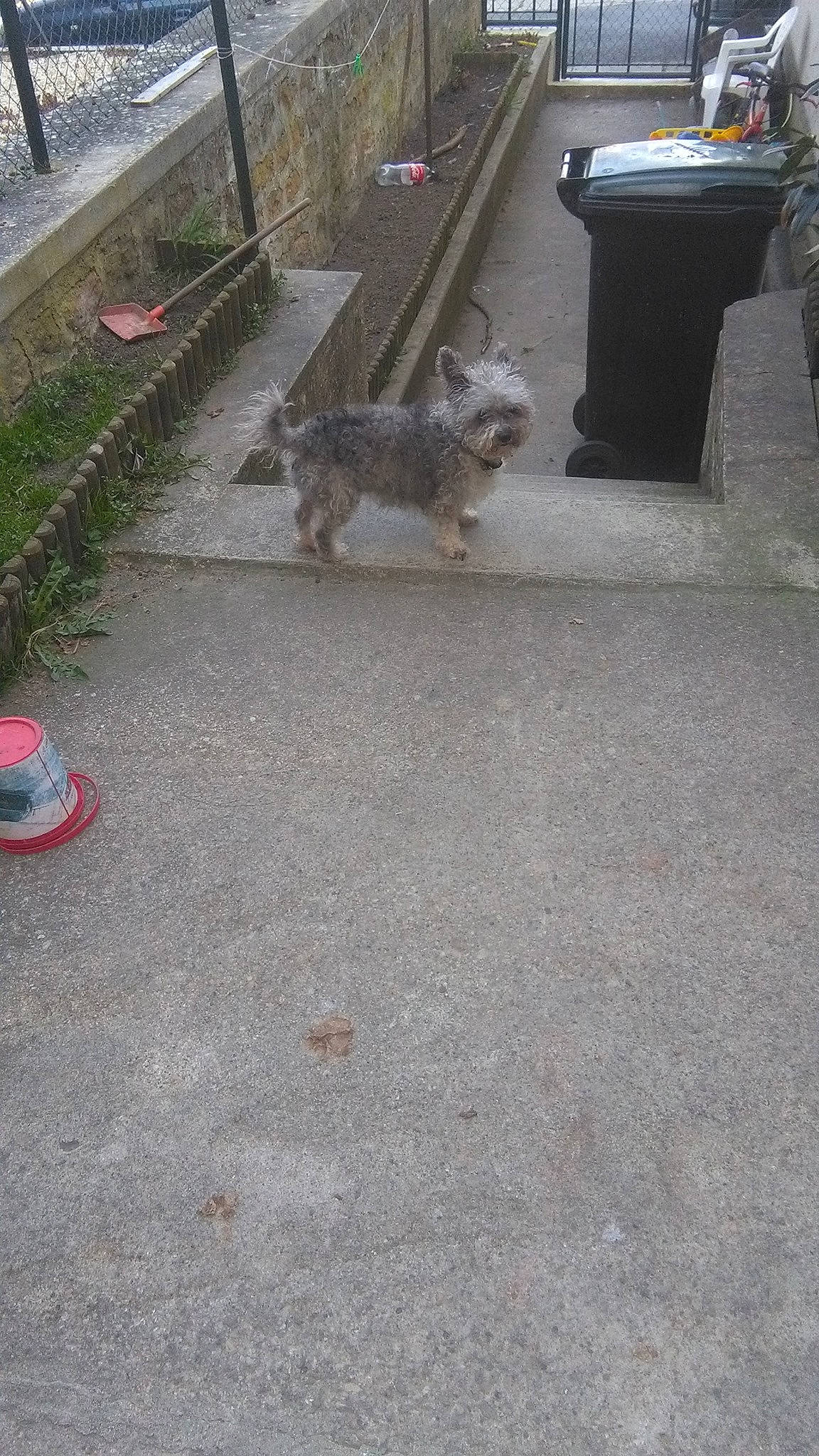 Sultan participe au concours pour gagner de l'argent avec cette photo : canidae, carnivore, cat, dog, dog_breed, fawn, floor, sidewalk, tail