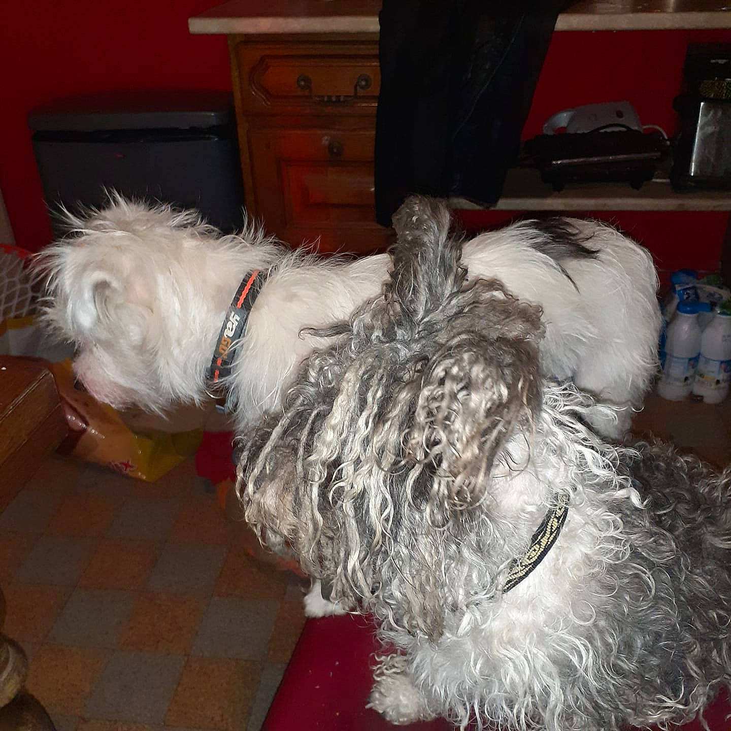 Sultan a rejoint le concours — aidez-le/la à gagner de superbes lots ! cabinetry, canidae, carnivore, chest, collar, companion_dog, dog, dog_breed, dog_collar, drawer, fur, schnauzer, small_terrier, small_to_medium_sized_cats, snout, sporting_group, tail, terrier, toy_dog, working_animal