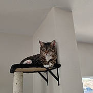 Ivy joined the competition — help win amazing prizes! animal, calm, cat, daylight, ears, feline, fur, home, indoor, looking_at_camera, perch, pet, relaxed, resting, sitting, tabby, wall_mounted, whiskers, white_paw, window