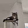 animal, calm, cat, daylight, ears, feline, fur, home, indoor, looking_at_camera, perch, pet, relaxed, resting, sitting, tabby, wall_mounted, whiskers, white_paw, window