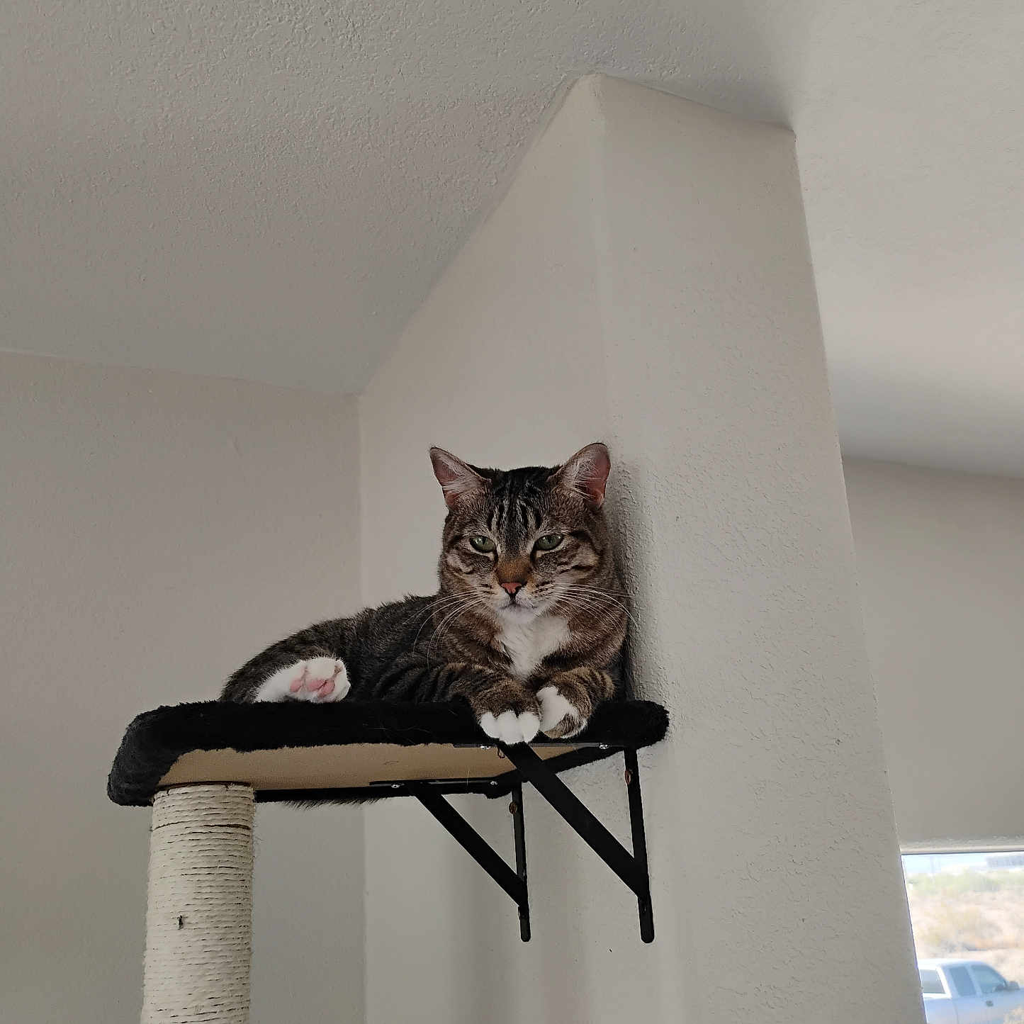 Ivy joined the competition — help win amazing prizes! animal, calm, cat, daylight, ears, feline, fur, home, indoor, looking_at_camera, perch, pet, relaxed, resting, sitting, tabby, wall_mounted, whiskers, white_paw, window