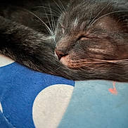 Kb is registered to the contest to win money with this photo: animal, blanket, blue, cat, close_up, cozy, cute, domestic_animal, fur, grey_tabby, indoor, nap, pattern, peaceful, pet, relaxed, resting, sleeping, whiskers, white