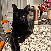 T Challa is registered to the contest to win money with this photo: black_cat, cat, pet, indoor, granite_countertop, kitchen, orange_chair, door, water_bottle, flowers, plant, wooden_utensils, basket, relaxing, stretching, animal, feline, domestic, tabletop, household_items
