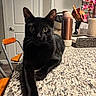 black_cat, cat, pet, indoor, granite_countertop, kitchen, orange_chair, door, water_bottle, flowers, plant, wooden_utensils, basket, relaxing, stretching, animal, feline, domestic, tabletop, household_items