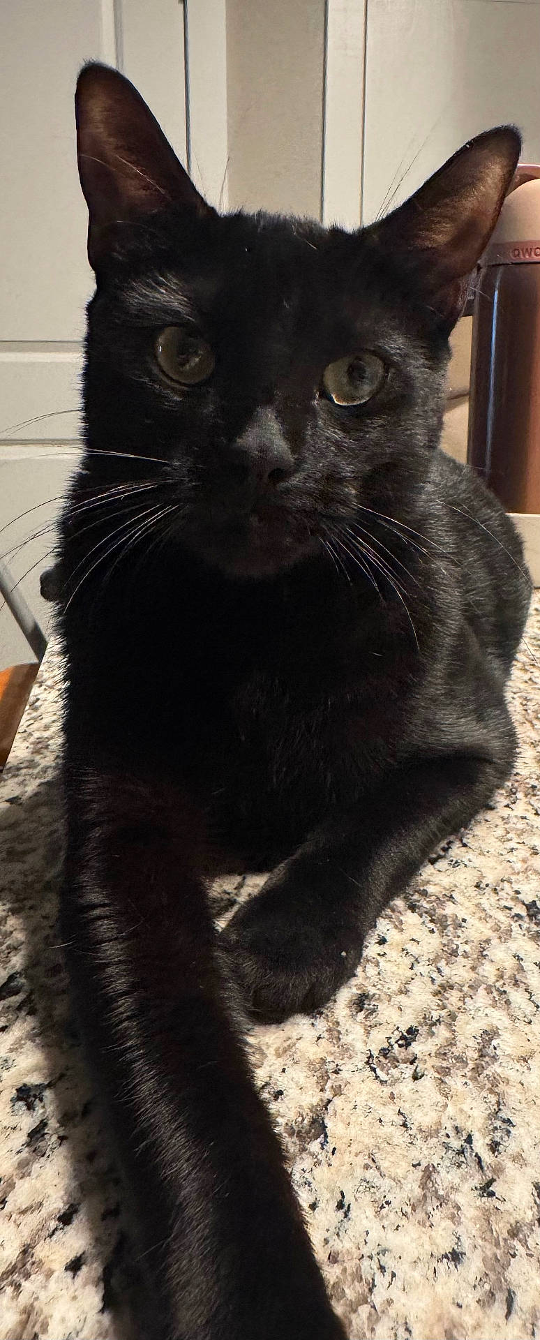 T Challa is registered to the contest to win money with this photo: animal, black_cat, cat, close_up, countertop, curious, domestic_cat, feline, fur, household, indoor, kitchen, looking_at_camera, mammal, paw, pet, portrait, stretching, table_surface, whiskers