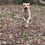 Kaiba joined the competition — help win amazing prizes! dog, golden_retriever, running, forest, leaves, outdoor, nature, grass, trees, happy, playful, canine, animal, collar, daylight, fall, brown, ground, park, active