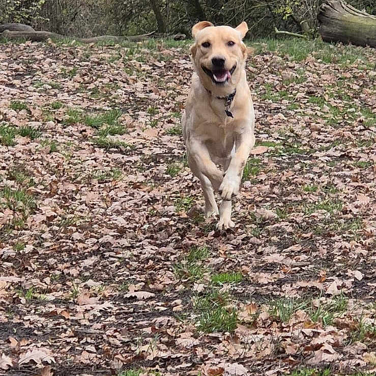 Kaiba joined the competition — help win amazing prizes! active, animal, brown, canine, collar, daylight, dog, fall, forest, golden_retriever, grass, ground, happy, leaves, nature, outdoor, park, playful, running, trees
