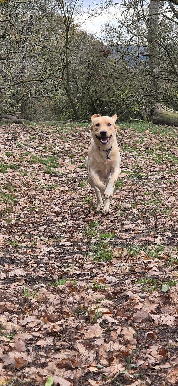 Kaiba joined the competition — help win amazing prizes! dog, golden_retriever, running, forest, leaves, outdoor, nature, grass, trees, happy, playful, canine, animal, collar, daylight, fall, brown, ground, park, active