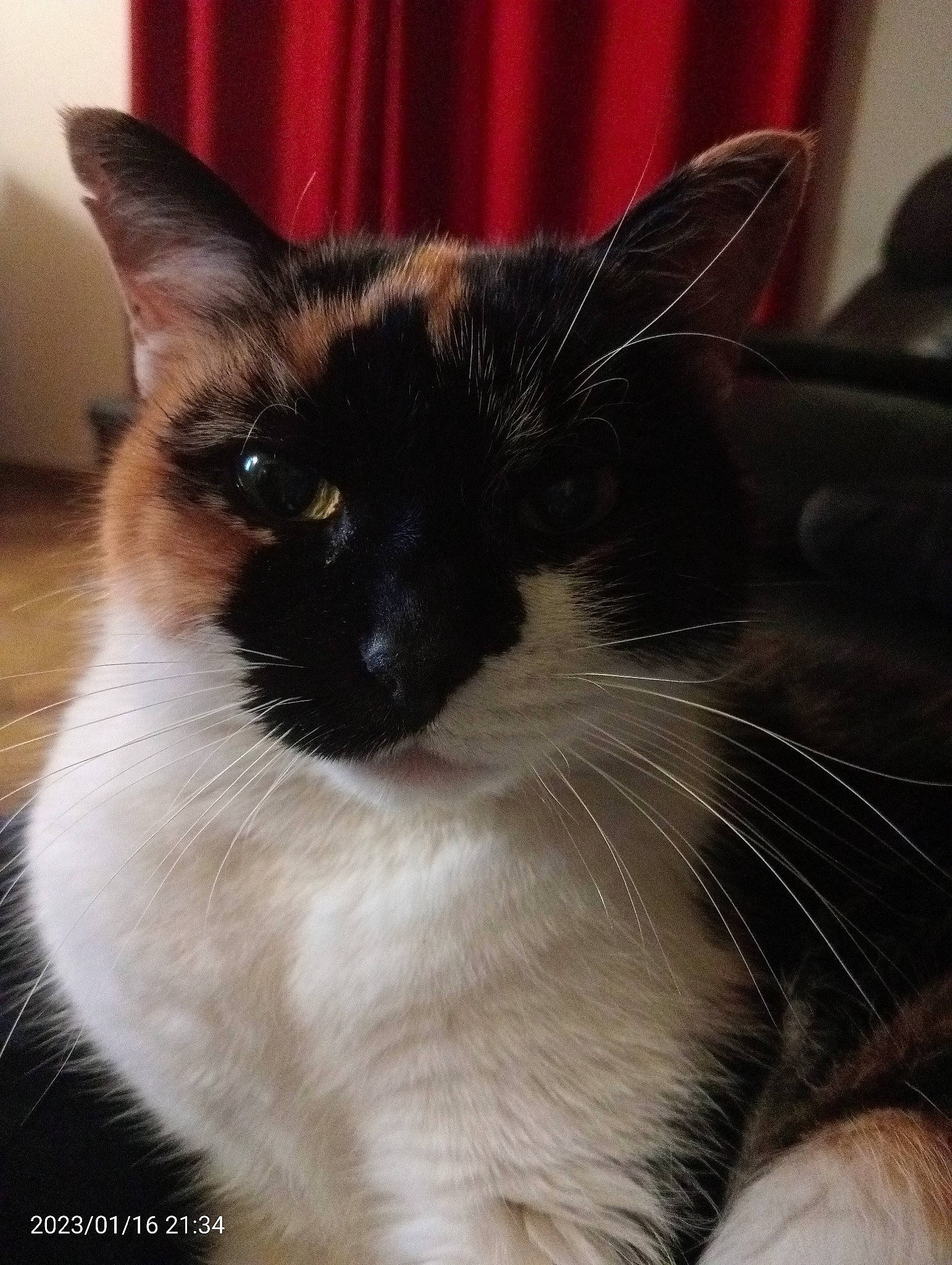 Youyou participe au concours pour gagner de l'argent avec cette photo : carnivore, cat, curtain, domestic_short_haired_cat, felidae, fur, iris, siamese, small_to_medium_sized_cats, snout, tail, thai, whiskers