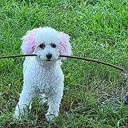 Oakley is registered to the contest to win money with this photo: dog, white_dog, pink_ears, stick, grass, outdoor, pet, cute, animal, fur, playful, nature, greenery, canine, portrait, standing, small_dog, adorable, friendly, park