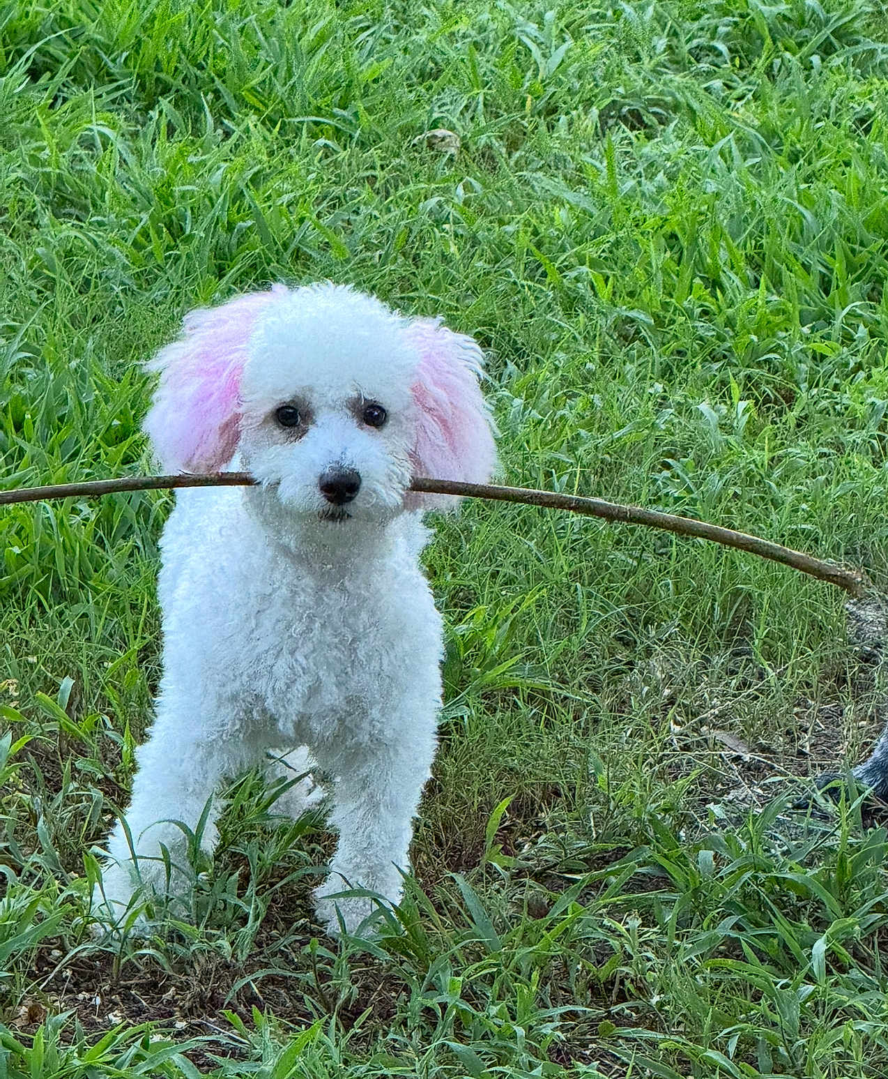 Oakley is registered to the contest to win money with this photo: dog, white_dog, pink_ears, stick, grass, outdoor, pet, cute, animal, fur, playful, nature, greenery, canine, portrait, standing, small_dog, adorable, friendly, park