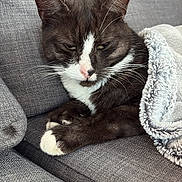 Chouquette a rejoint le concours — aidez-le/la à gagner de superbes lots ! cat, tuxedo_cat, pet, feline, animal, indoor, cozy, blanket, couch, gray, fur, whiskers, nap, relaxed, close_up, domestic_animal, resting, cute, soft, paws