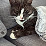 cat, tuxedo_cat, pet, feline, animal, indoor, cozy, blanket, couch, gray, fur, whiskers, nap, relaxed, close_up, domestic_animal, resting, cute, soft, paws